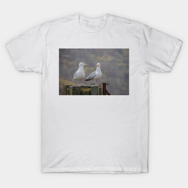 Two Seagulls sitting on a fence T-Shirt by Russell102